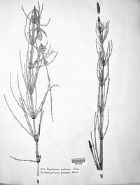 Equisetum palustre image